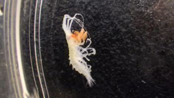 Media type: image;   Invertebrate Zoology 148163 Description: Live specimen.;
